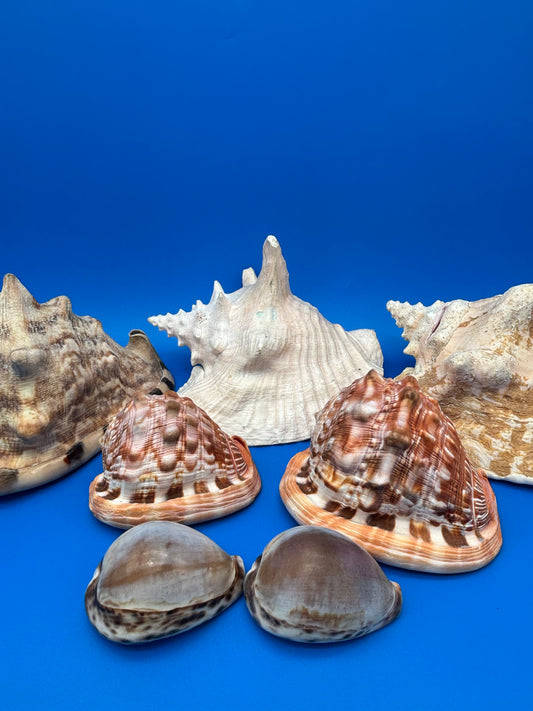 Vintage Large Natural Seashell Collection Lot of 7 Conch Helmet Cowrie Coastal Decor