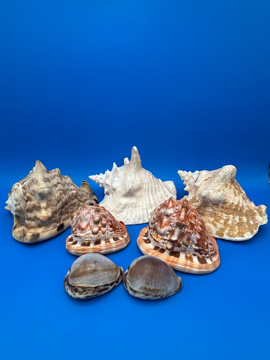 Vintage Large Natural Seashell Collection Lot of 7 Conch Helmet Cowrie Coastal Decor