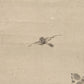 Kano Eigaku Japanese Edo Hanging Scroll Sparrows Morning Sun Signed Sealed Box